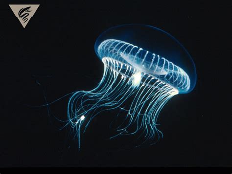  Aequorea victoria: Een bioluminescente schoonheid die de oceanen met licht vervult!