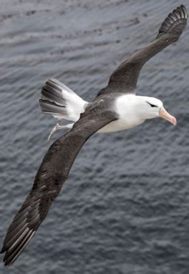  Albatros: Een Meester van de Thermiek met een Onverwoestbare Reisdrang!