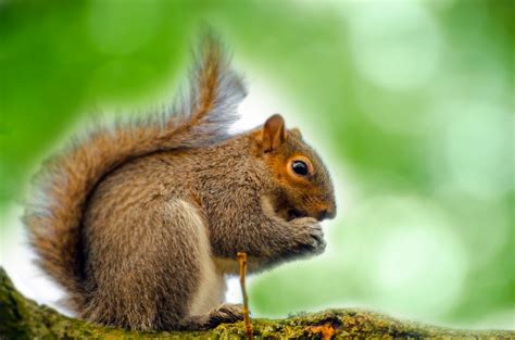  Eekhoorn! Een knaagdier met een imposante staart die door de bomen swingt