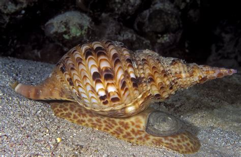  Triton! Een schitterende zee-gastropood met een ongewoon dieet