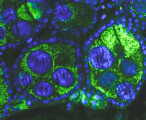  Wolbachia! Een Microscopische Wereldheerser Met een Gevolg van Parasitaire Machtspelletjes