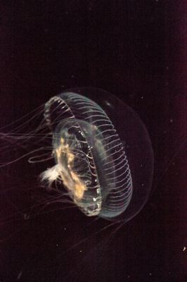  Aequorea victoria: Een schitterende hydrozoë die bioluminescentie en koloniale groei combineert!