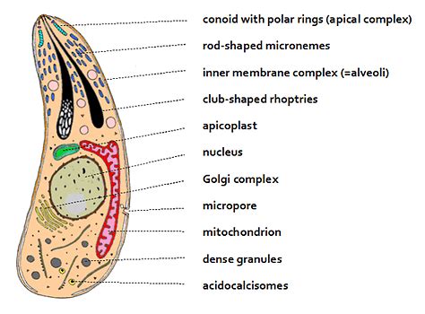  Apicomplexa: Een microscopische parasiet met een complexe levenswijze die zich vermomt als een onschuldige cel!