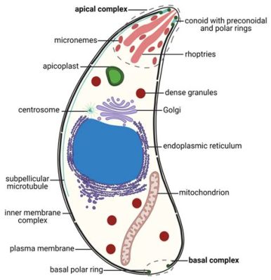  Apicomplexan! Een Microscopische Meester van Manipulatie die zich Verstopt in Celstructuren