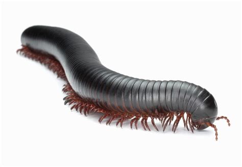  Brandt’s Millipede: Een betoverende verschijning met duizenden poten en een fascinerende rol in het ecosysteem!