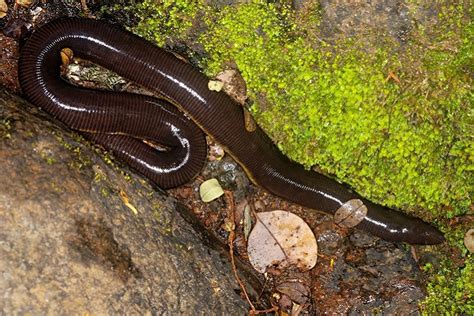 Caecilian: Een Schleichende Wonder met een Onverwachte Grijper!