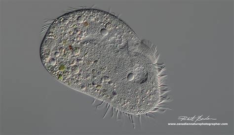  Coleps: Een Microscopische Wonderwereld van Waggelende Ciliaten!