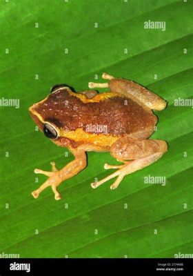  Coqui! Deze Kleine Boombewoner Heeft een Krachtige Stem Voor Zijn Formaat