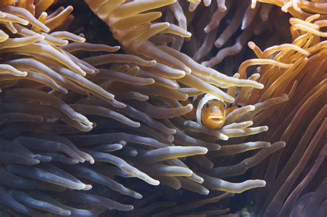  Eleganten anemonen: Het leven van een prachtige en verborgen roofdier!