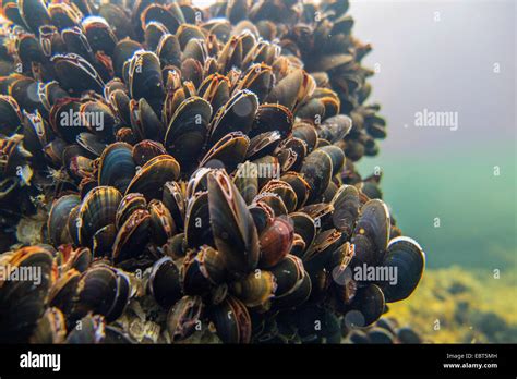  Fan mussel! Een verborgen parel in de wereld van schelpdieren die zich verstopt onder de golvende zeegrasvelden