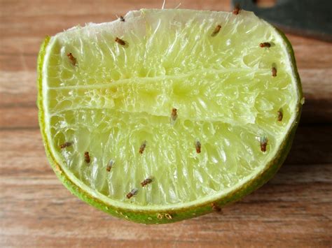  Fruitvlieg! Een Klein Insect met een Grote Smaak voor Suikerwater en Gedroogde Vruchten