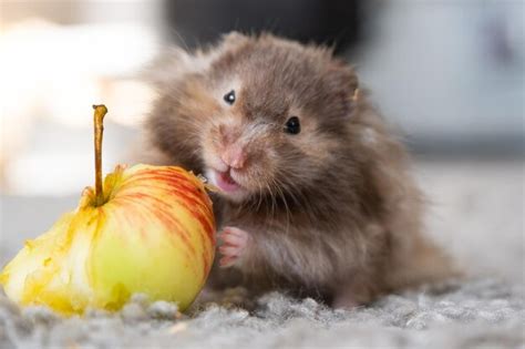  Hamster! Een klein knaagdiertje met een enorme eetlust en een voorliefde voor nachtwerk