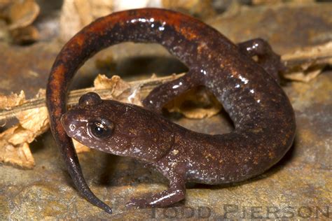   Heeg Salamander: Een Amfibieën Wonder Dat Overleeft Dankzij Z'n Verbluffende Regeneratieve Kracht En Z'n Onverwachte Beheersing Van De Kerker van de Nacht!