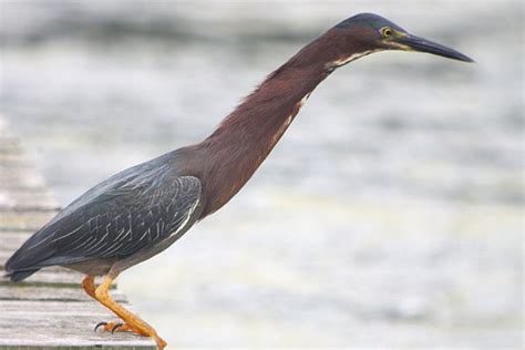  Heron! Deze Vogel met Lang Benen en Een Slanke Hals Is een Ware Meester in Visvangst