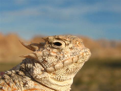 Horned Lizard: Een Onverwachte Held van de Woestijn met Schitterende Camouflagevaardigheden!