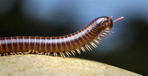  Hydra! Een Kleine Zeeduizendpoot met een Groot Talent voor Regeneratie