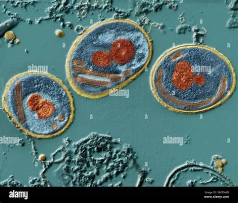  Microsporidia! One-celled Parasites That Pack a Powerful Punch