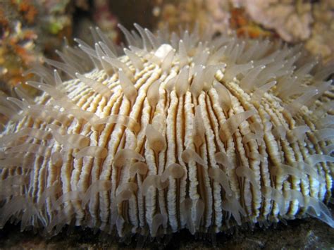  Mushroom Coral: De levende schimmel van de oceaan met een fascinerend systeem van symbiose!