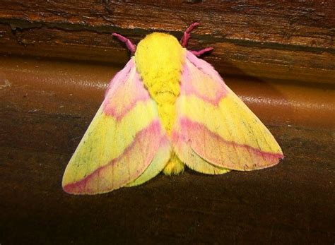  Nachtvlinder: Een nachtdier met vleugels van fluweel en een voorliefde voor zoet licht!