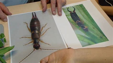  Oorwormen: Klein Maar Mighty Beetles met een Onverwachte Liefde voor Rot!