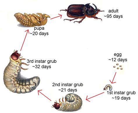  Pad: Een Kleine Springkoning Met Een Groots Appetit Voor Insecten!