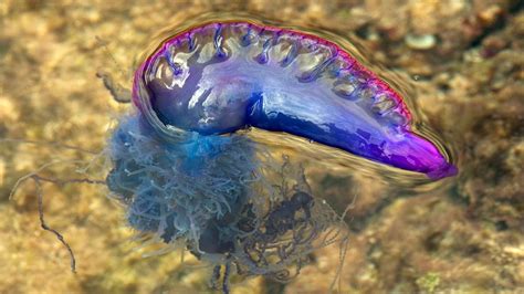  Portugese Man-of-War:  Een drijvende kolonie met een pijnlijke steek die je niet snel vergeet!