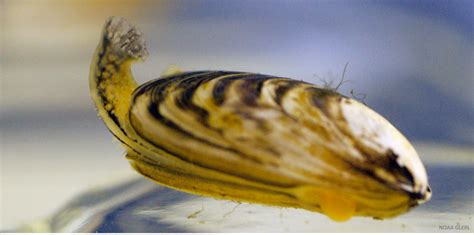  Quagga Mussel: De Onverwachte Meester van het Filteren en de Architect van Onderwatergemeenschappen!