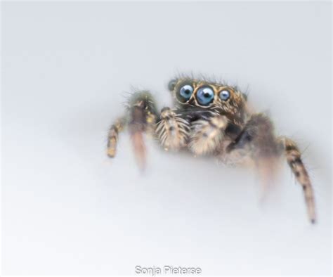  Questing Spider: Een weinig bekende achtpoot die zich voortbeweegt met onberispelijke precisie!