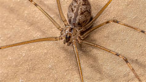  Reticulated Whip Spider: Een Kruiper Met Achterste poten En Extreem Lange Spinnenpoten!