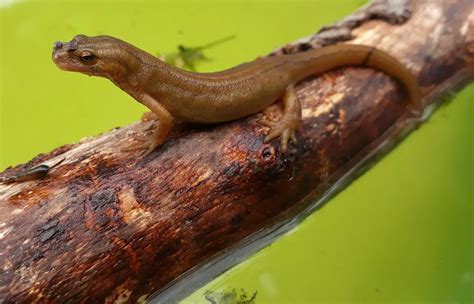  Salamander! Een Betoverend Amfibie Met Vloeiende Bewegingen En Een Glanzende Huid