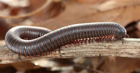  Tangled Millipede: Unveiling the Secrets Behind This Tiny Armored Wonder!