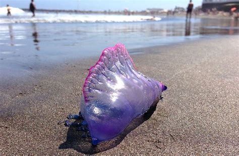  Umbrella Jellyfish:  Een transparant wonder met een dodelijk gevaarlijk steekwapen!