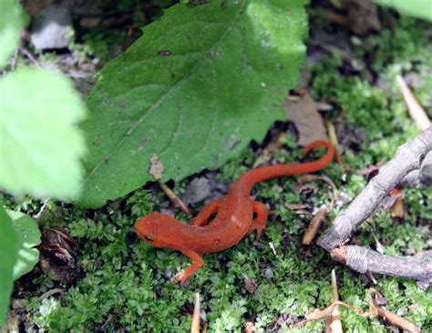  Urbanization Threatens the Unassuming Uniqueness of the Underwater Salamander