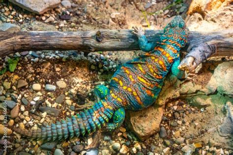  Uromastyx - Een woestijnbewoner met een onverwachte voorliefde voor planten!