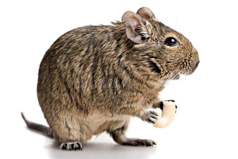  Viscacha! Een Knaagdier Met een Mysterieuze Liefde Voor Zonnen En Sociaal Gedrag