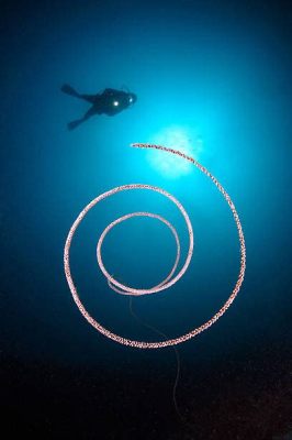  Waving Wonders: A Close Look at the Magnificent and Mystifying Whip Coral