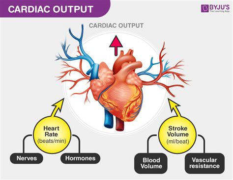 What is Cardiac Output in Physical Education: A Dive into the Heart of Athletic Performance