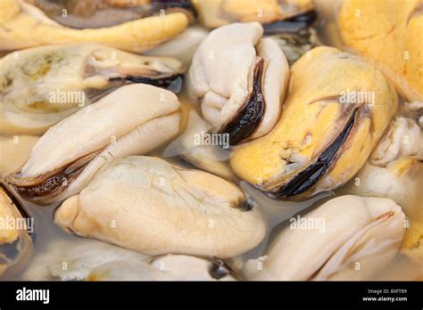  Yellow Mussel: Een Zeldzame Gasterpode Met een Verbluffende Aanpassingssnelheid!