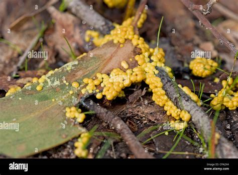 Yellow Slime Mold! A Microscopic Wanderer With An Insatiable Appetite For Decaying Matter