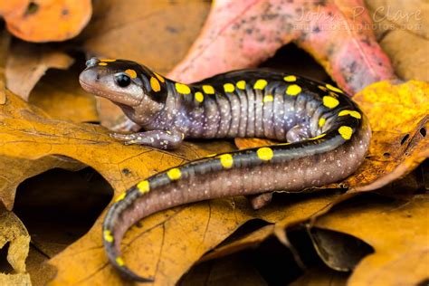  Yellow-Spotted Salamander: Een Onverwachte Gastheer voor Groene Algen en een Meester in Regeneratie!