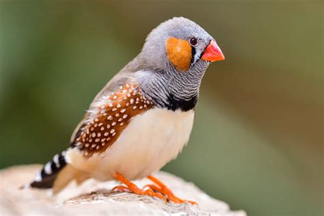  Zebrafinch! De zingvogel met een streepjespak die jou hart zal stelen