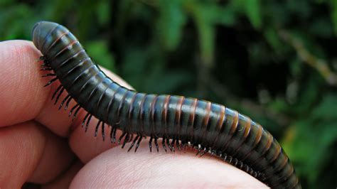  Zugeria! De verborgen parel van de millipedenwereld met een indrukwekkend aantal poten en een fascinerende levenswijze